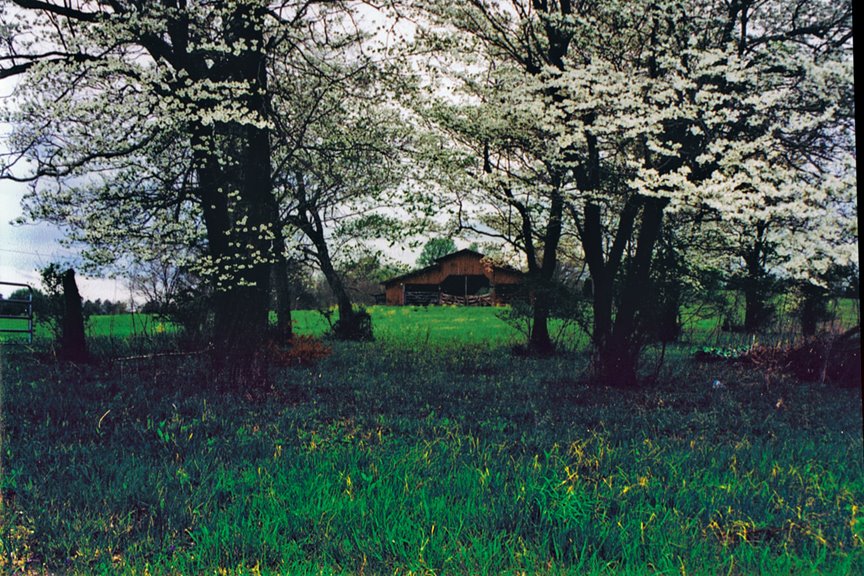Barn surrounded by dogwood trees