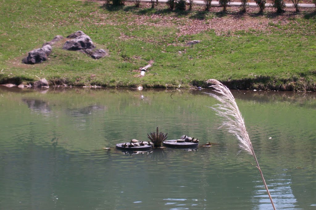 turtles in pond