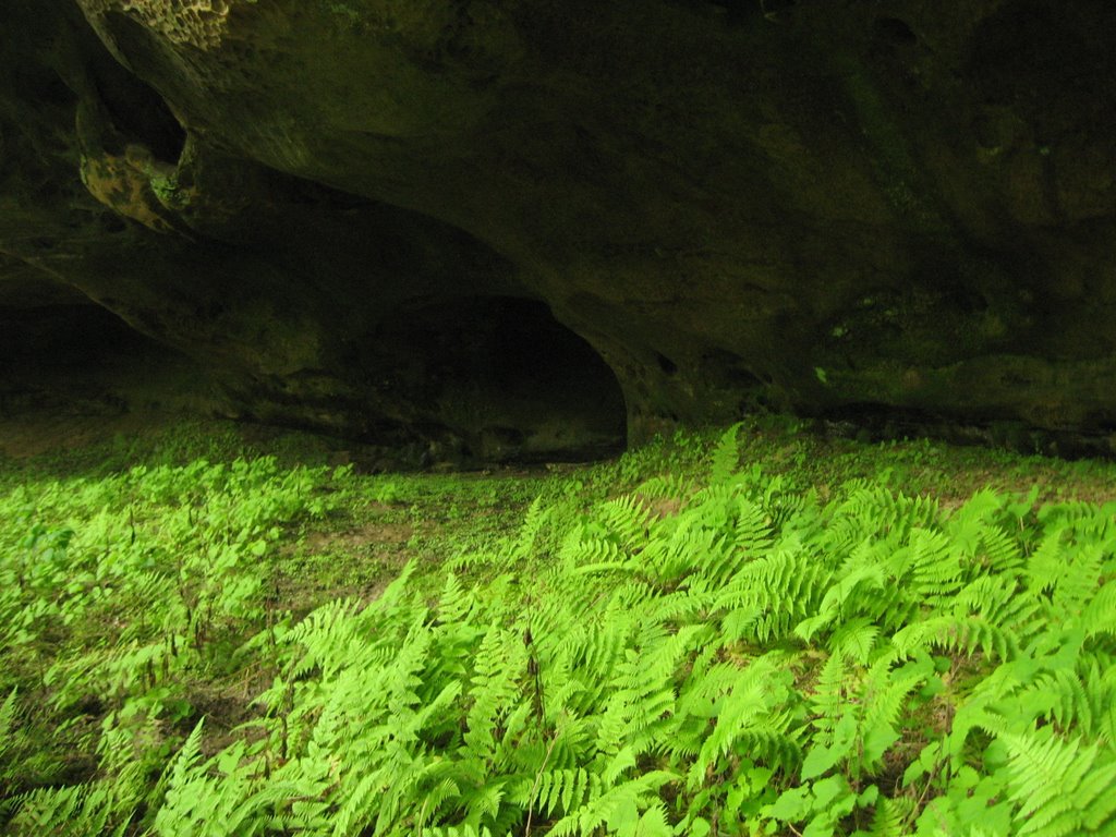 Ferns at Hazard Cave