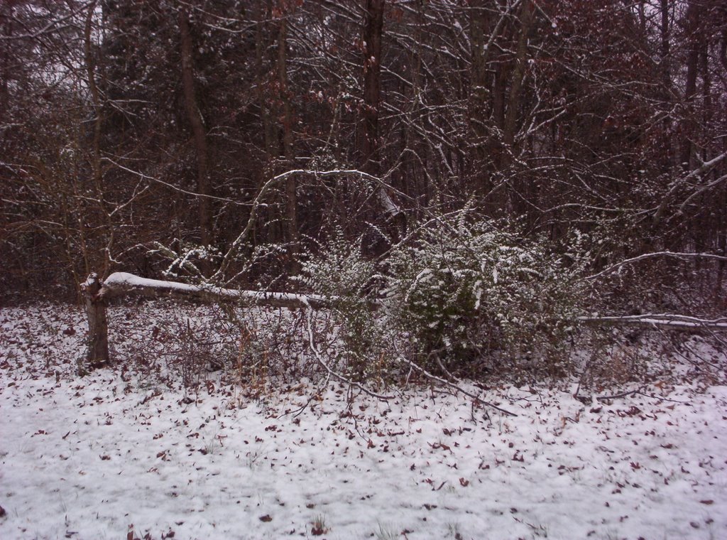 Broke Tree 2006