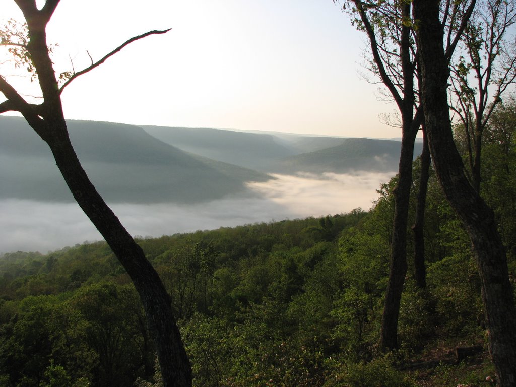 Savage Gulf near Beersheba Springs, Tennessee