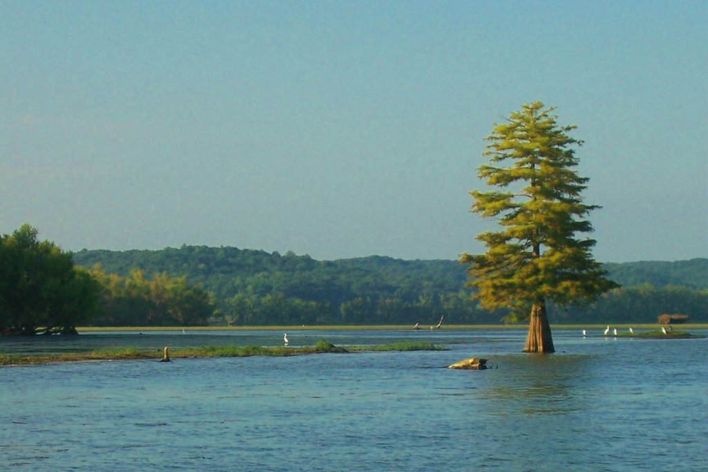 Cypress Creek