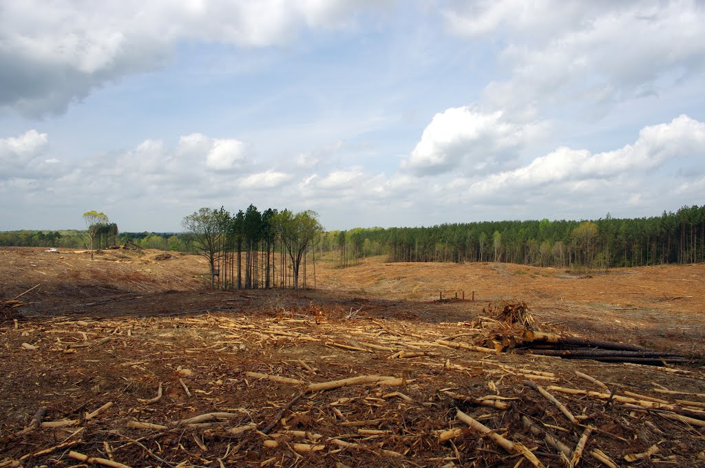 Clearcut McNairy Co., TN