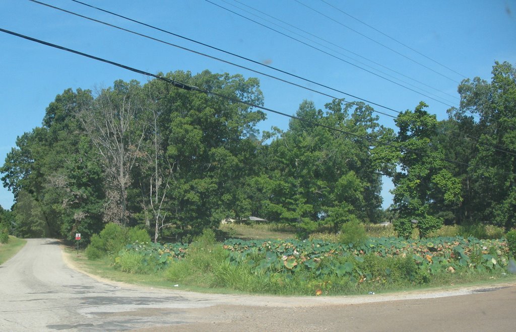 Near Jack Pond