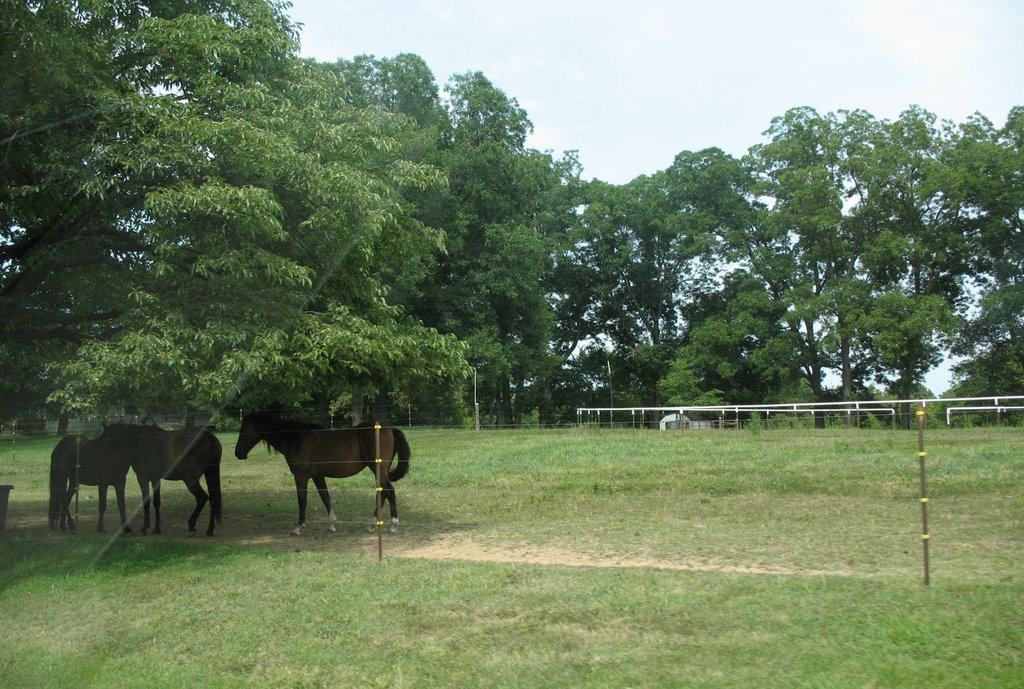 Western Kentucky horses