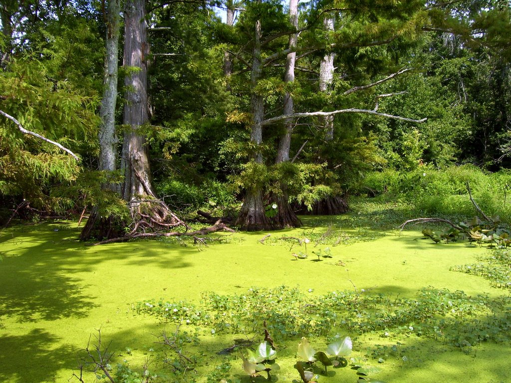 Reelfoot National Wildlife Refuge