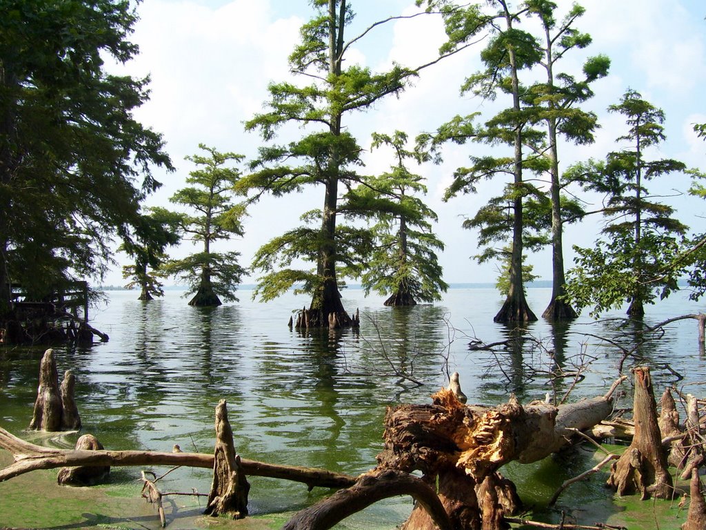 Reelfoot Lake