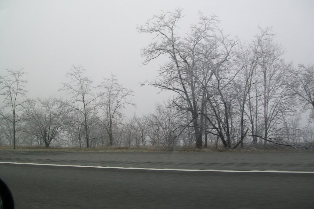 Ice Trees