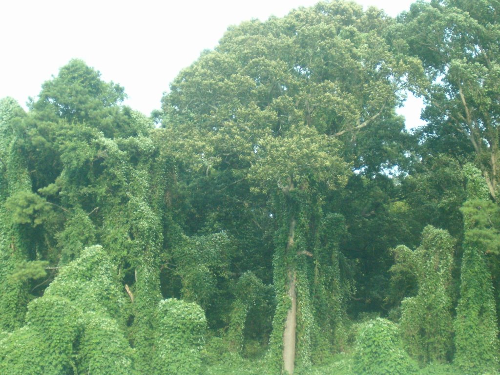 Kadzu  Along I75