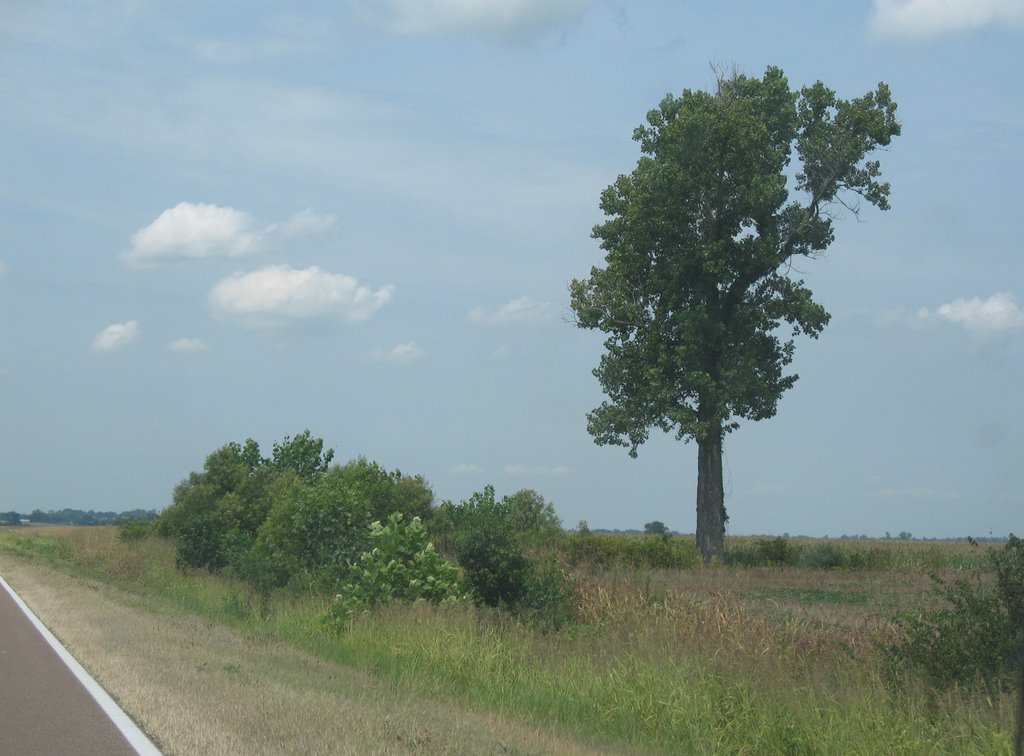 Tree along 45W