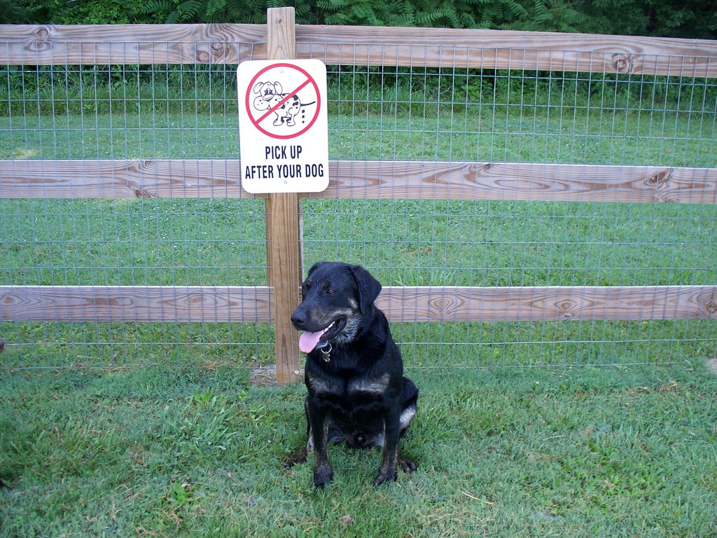 kingston springs dog park