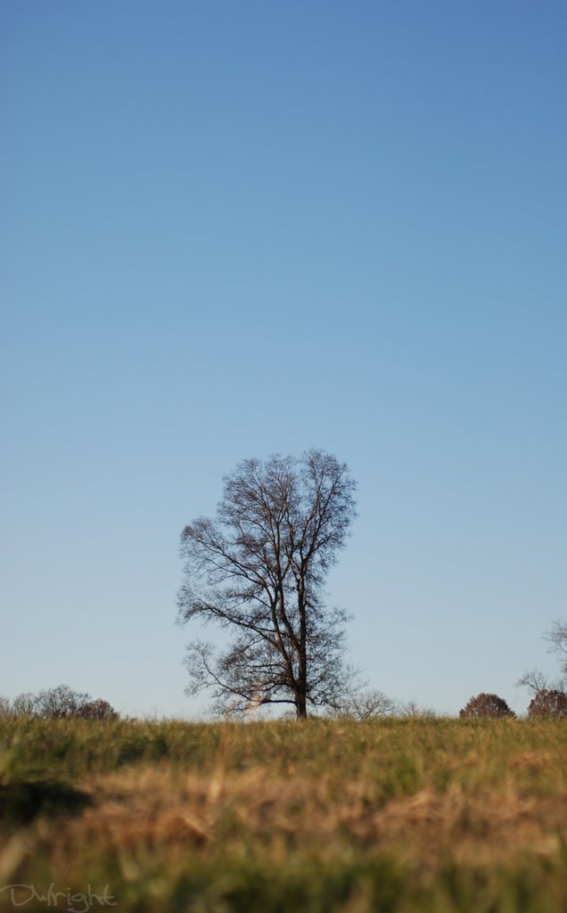 Tree in Field