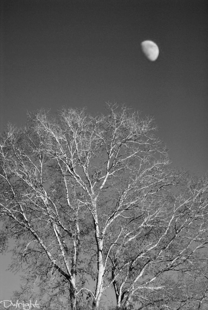 Moon over Tree