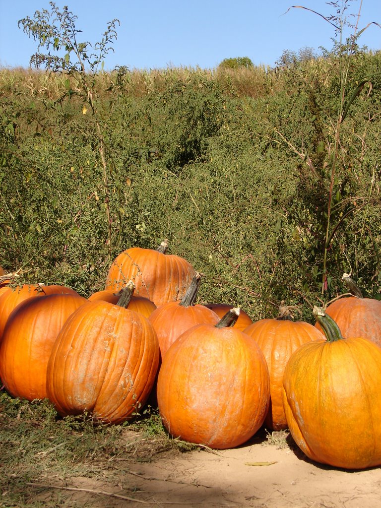 Stickley Farm Punkin Patch