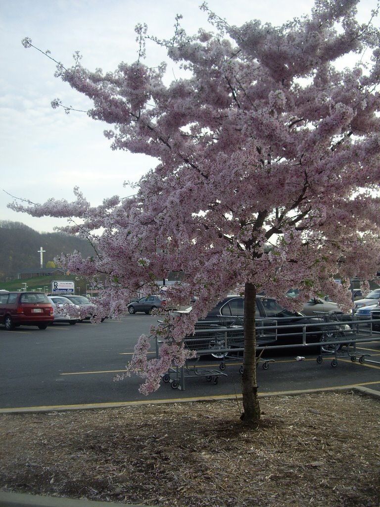 pretty pink tree