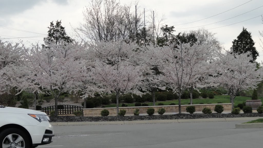 Spring in TN