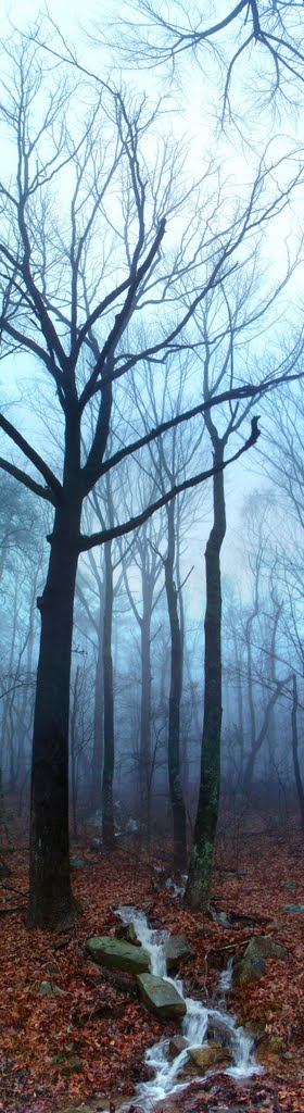 Through The Trees, Sanders Rd, Lookout Mountain TN