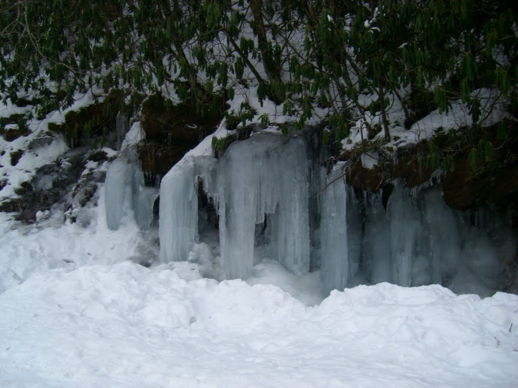 Icy Branches