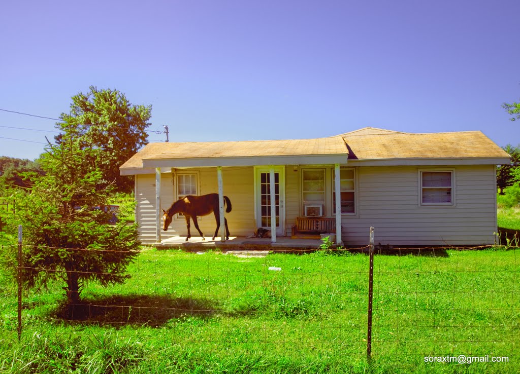 Tennessee Porch Horse 2