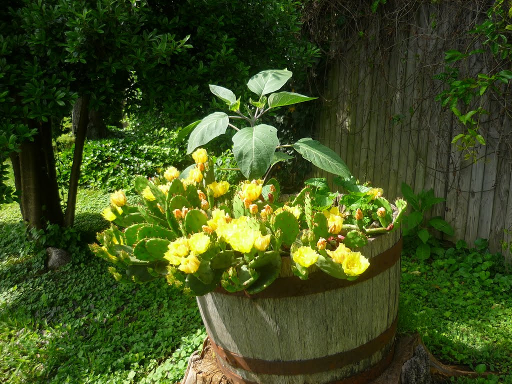Barrel full of yellow cattus