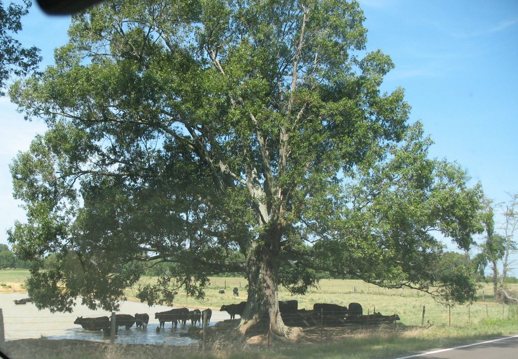 Arlington