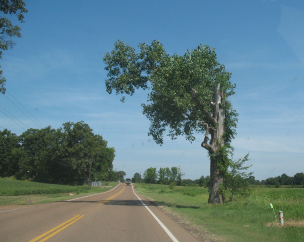 Interesting tree on George Gracey highway