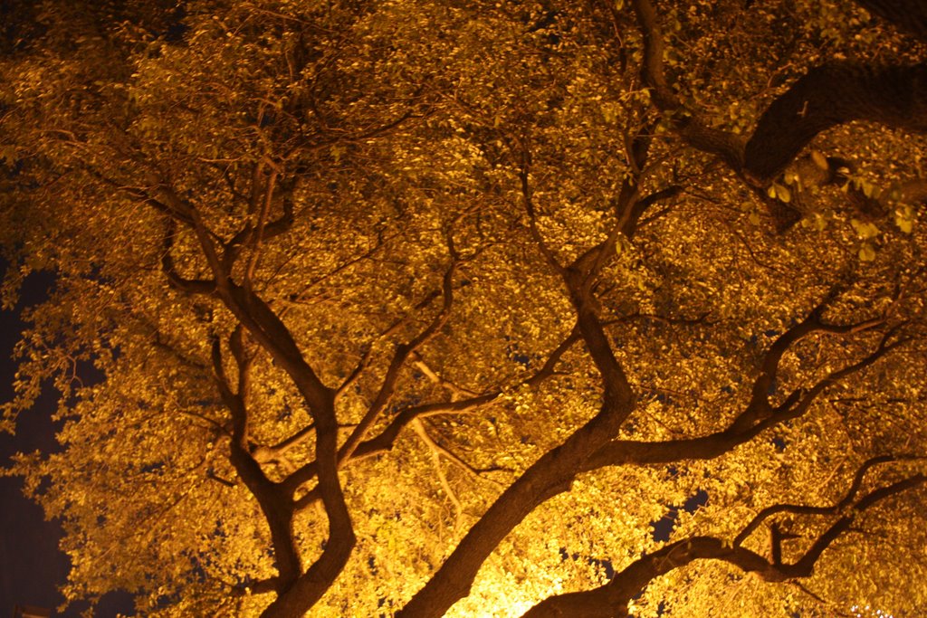 Tree at Night