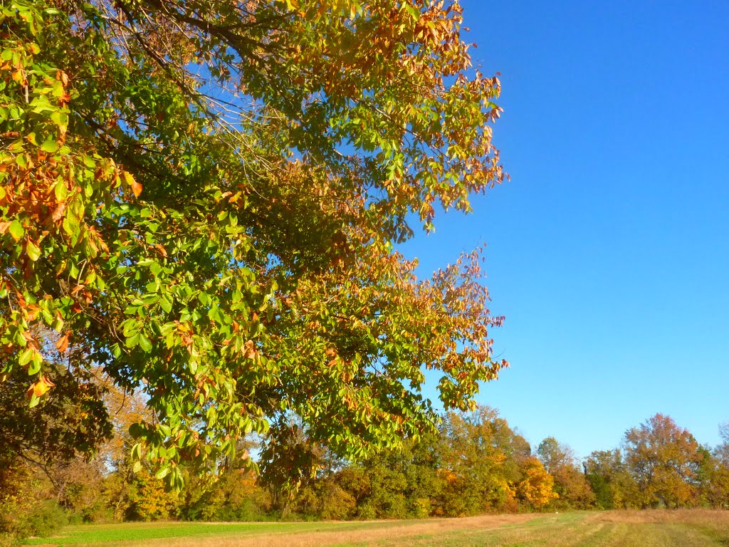 Fall Colors