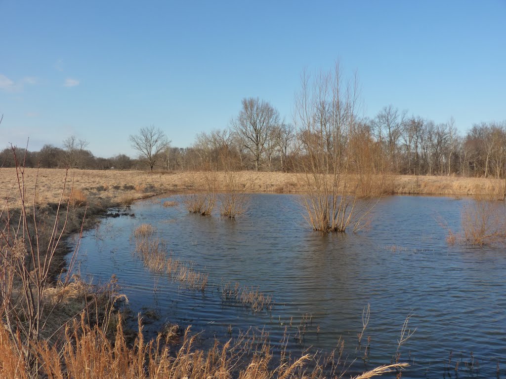 Millington, TN Pond