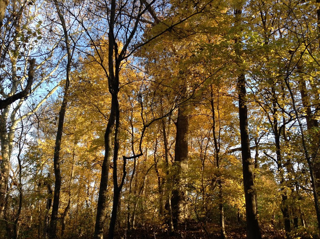Millington, TN Fall