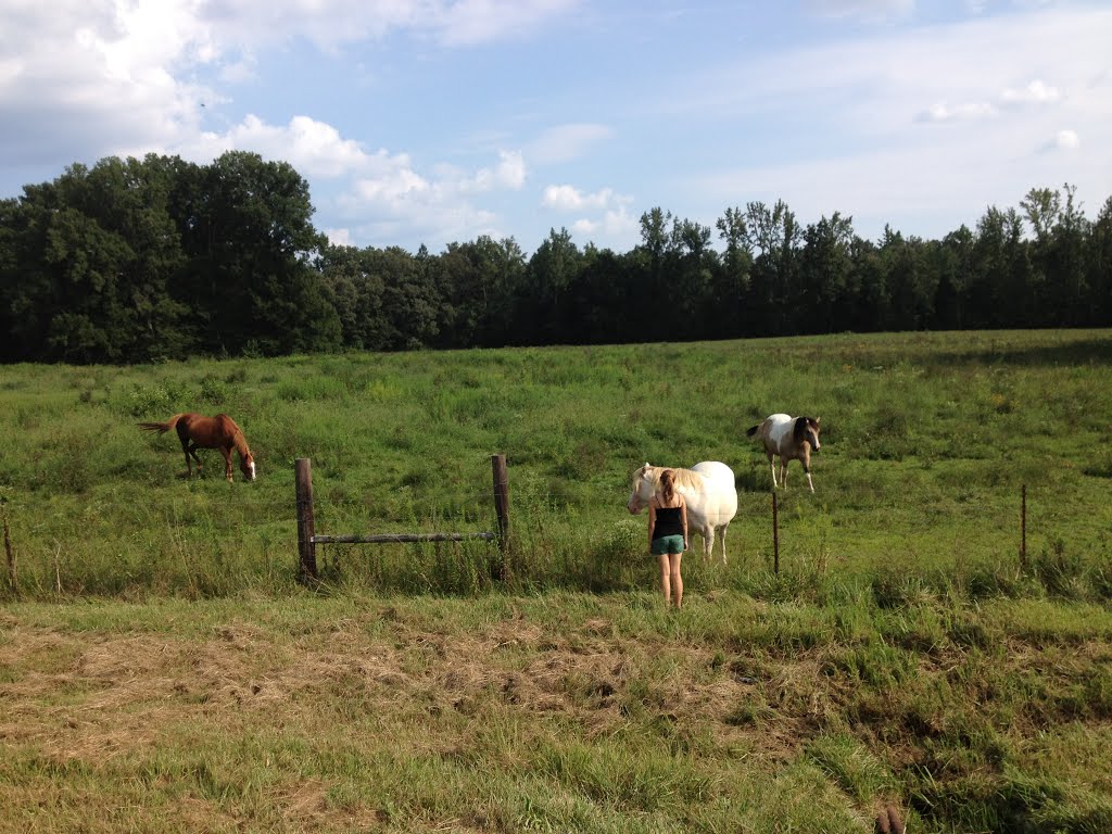 Horses in field