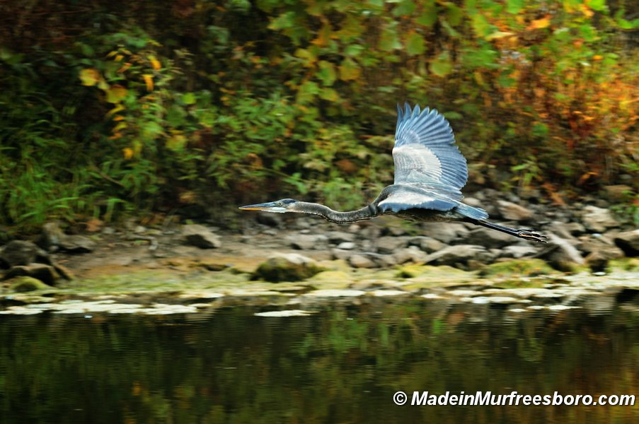 Murfreesboro Greenway Wildlife