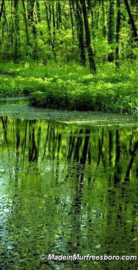 Oasis at Oaklands