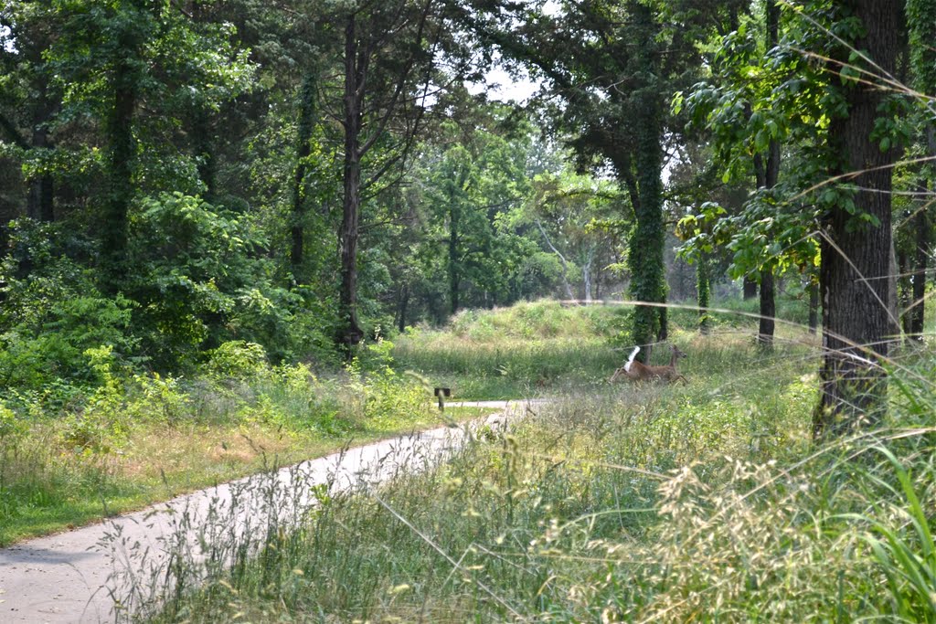 Old Fort Trail and deer
