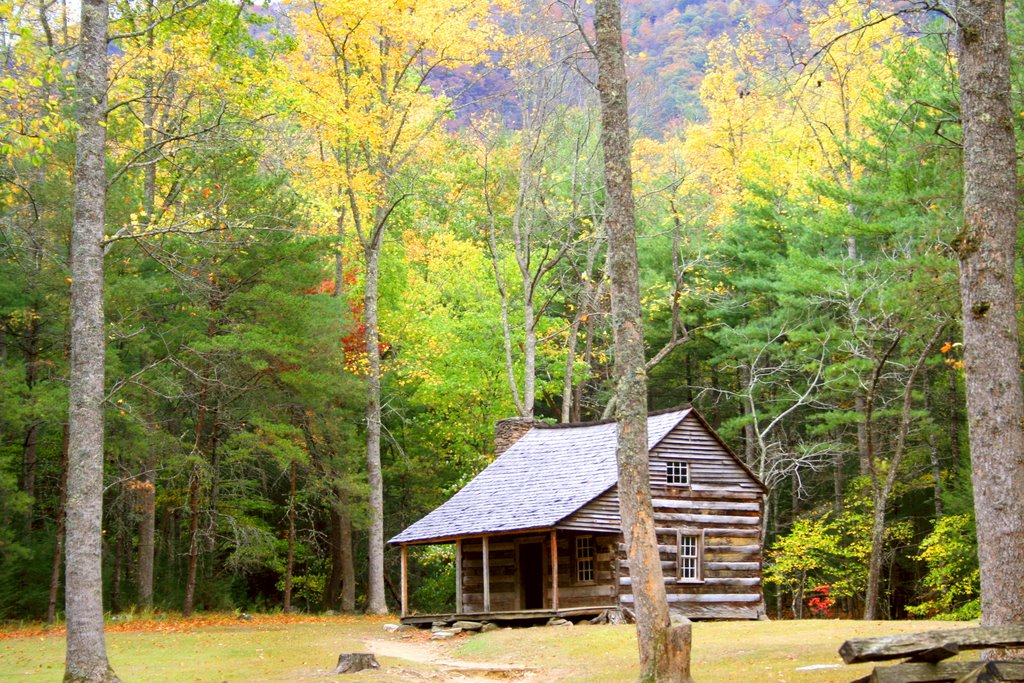 Lil cabin in the woods