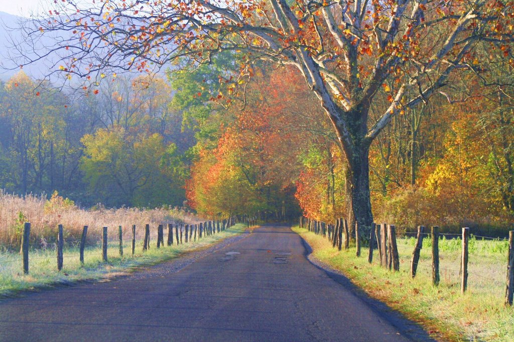 Fall Straight Ahead