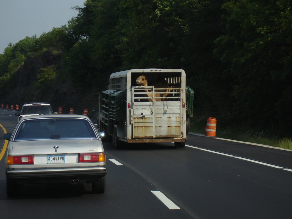 Camel trailer?