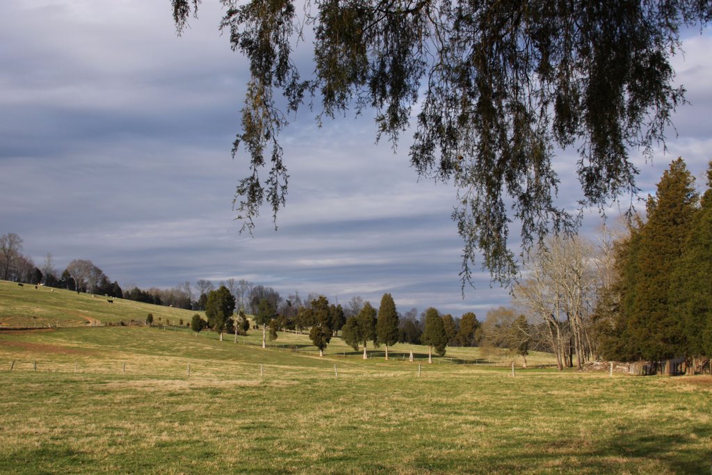 Park Lane Pasture Near Belmont TN