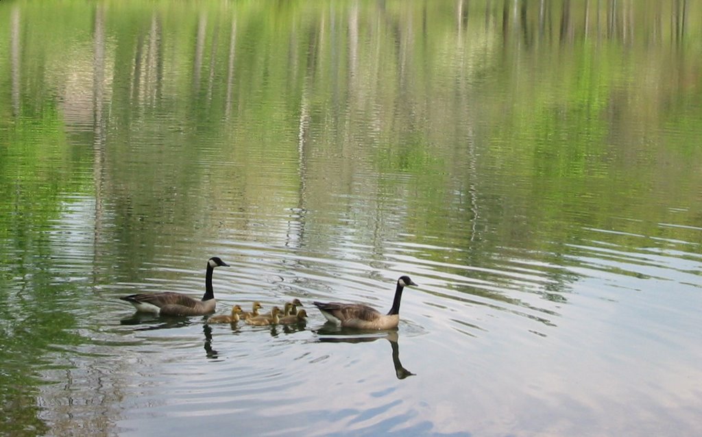 "Family outing" at Cumberland Mountain State Park, Crossville TN
