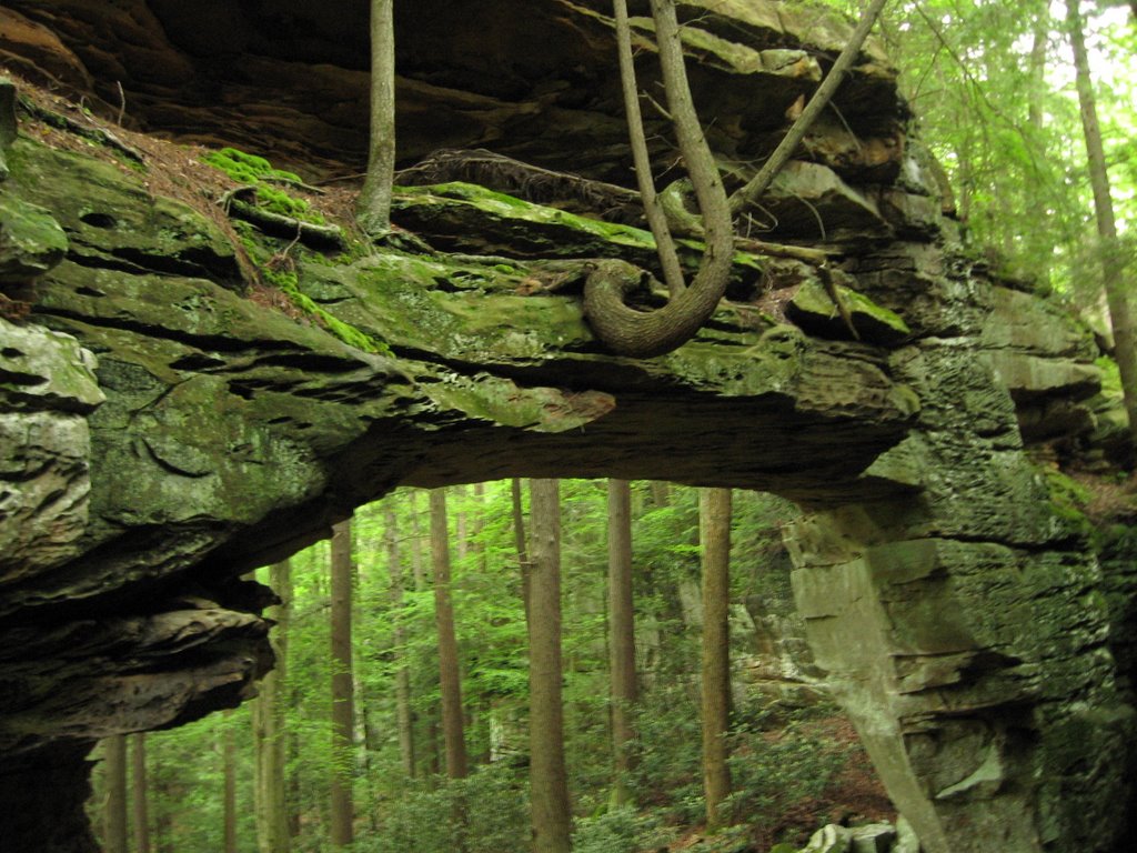 Split Bow Arch from Side (~45x30)