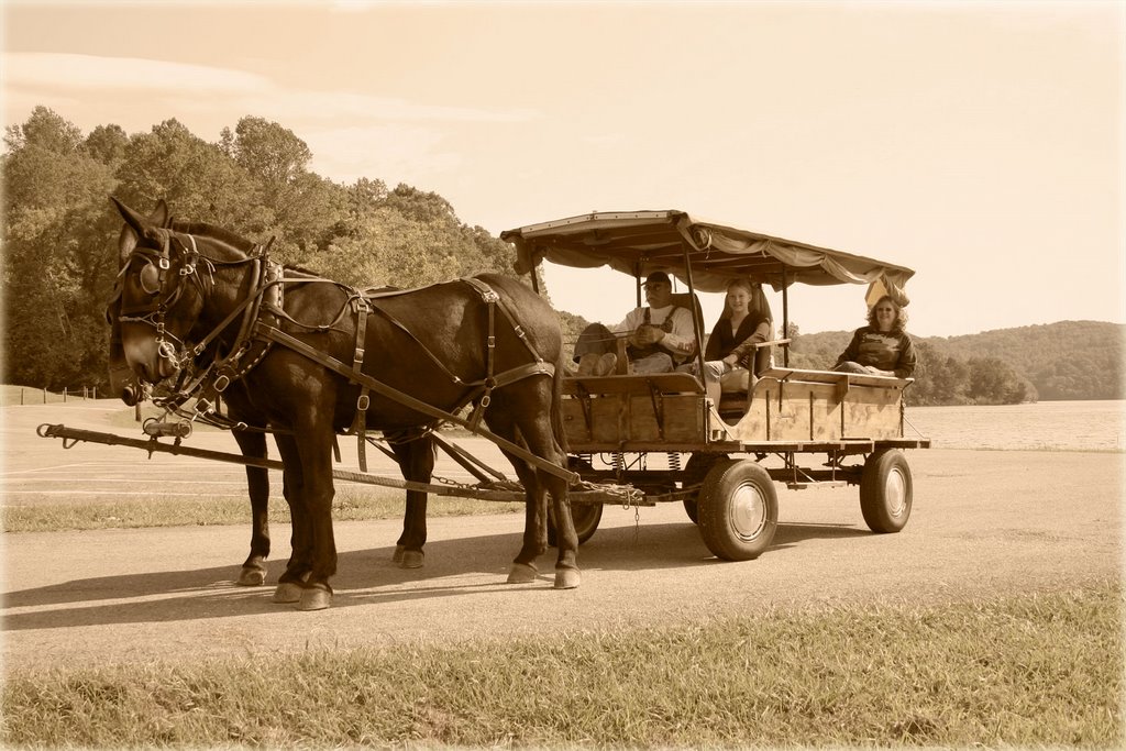 Tennessee Mules at Melton Hill Park near Hardin Valley, Tn