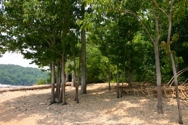 Norris lake Beach Trees