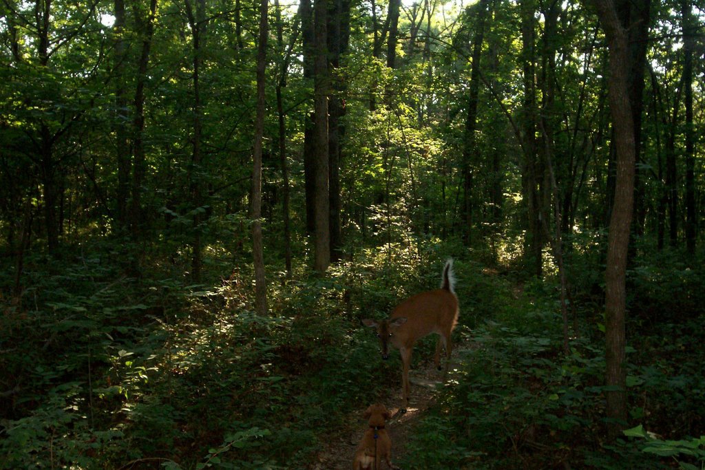 deer