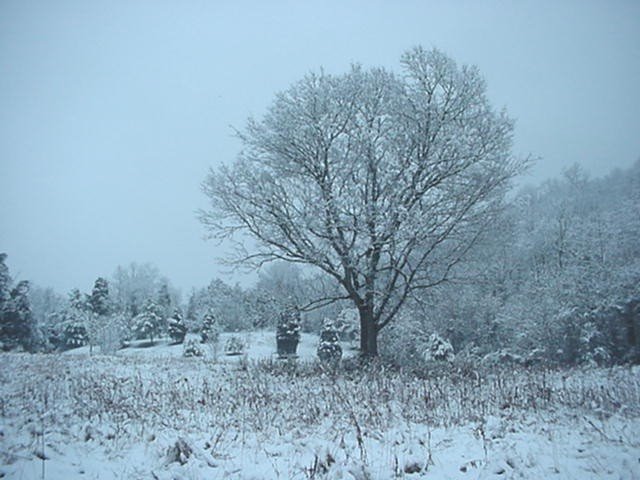 A Winter Scene in Clinton, TN