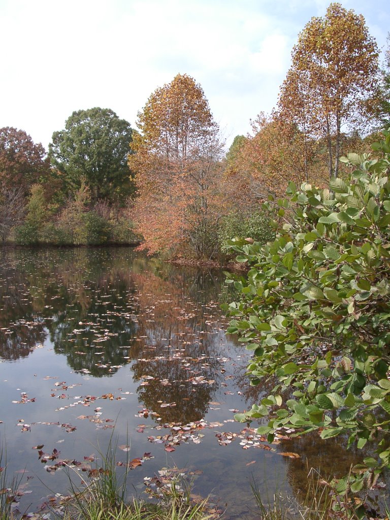 Lake Cheston