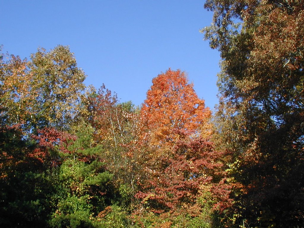 Cedar Heights fall 2008