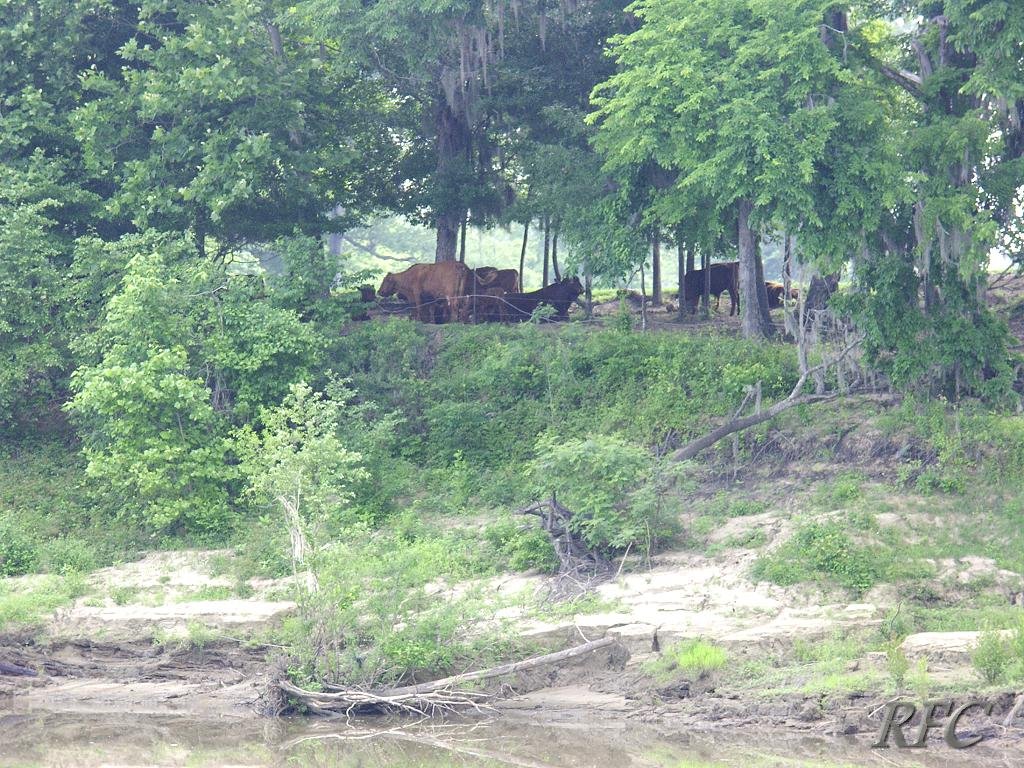 Tennessee River Bank