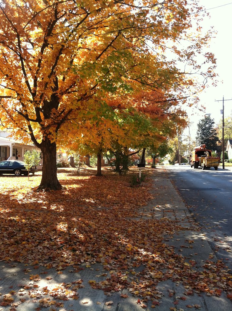 fall foliage