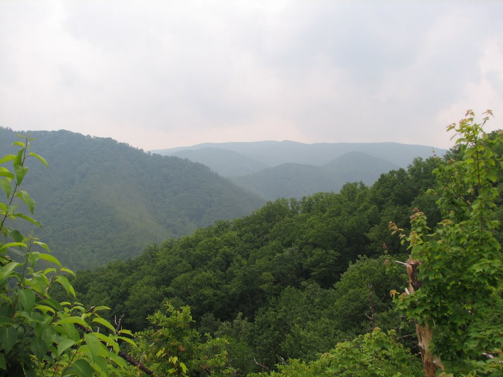 Jenkins Creek Rd