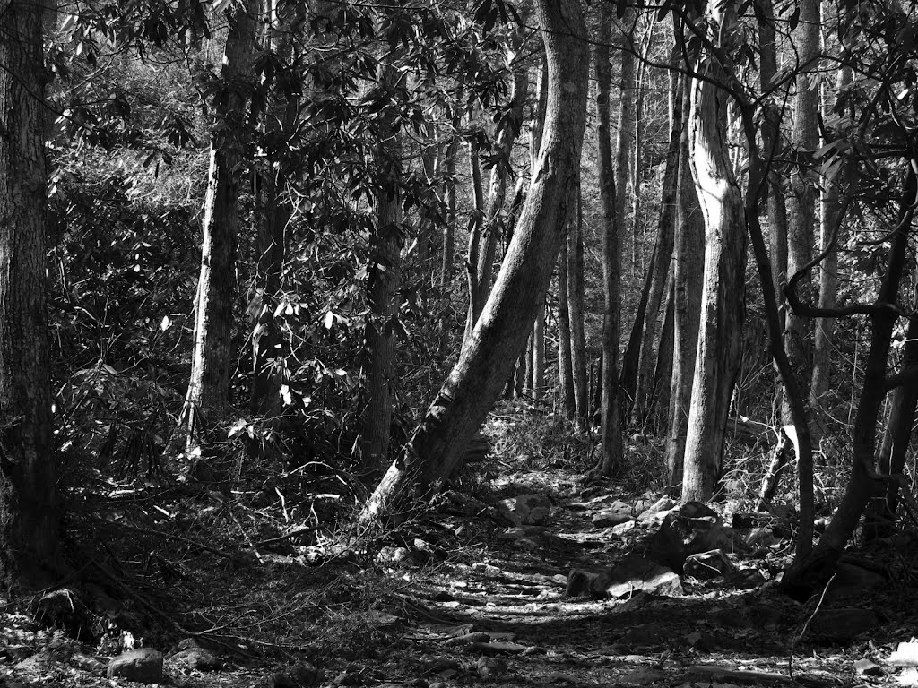 On the trail to Margarette Falls